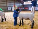 Girl holding a sheep by its halter in an indoor livestock show ring