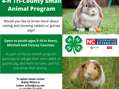 4-H Tri-County Small Animal Program — raising and showing rabbits or guinea pigs