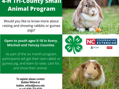 4-H Tri-County Small Animal Program — raising and showing rabbits or guinea pigs