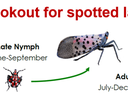 Join the lookout for spotted lanternfly! 