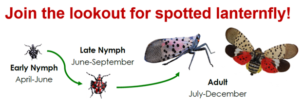 Join the lookout for spotted lanternfly! 