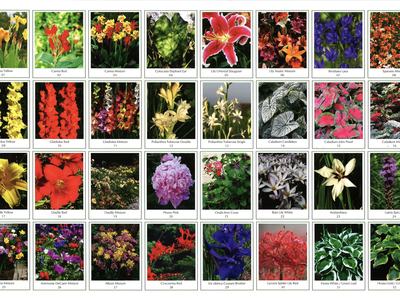 Grid of 32 labeled flower variety photos, each with a name and catalog number