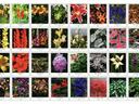 Grid of 32 labeled flower variety photos, each with a name and catalog number