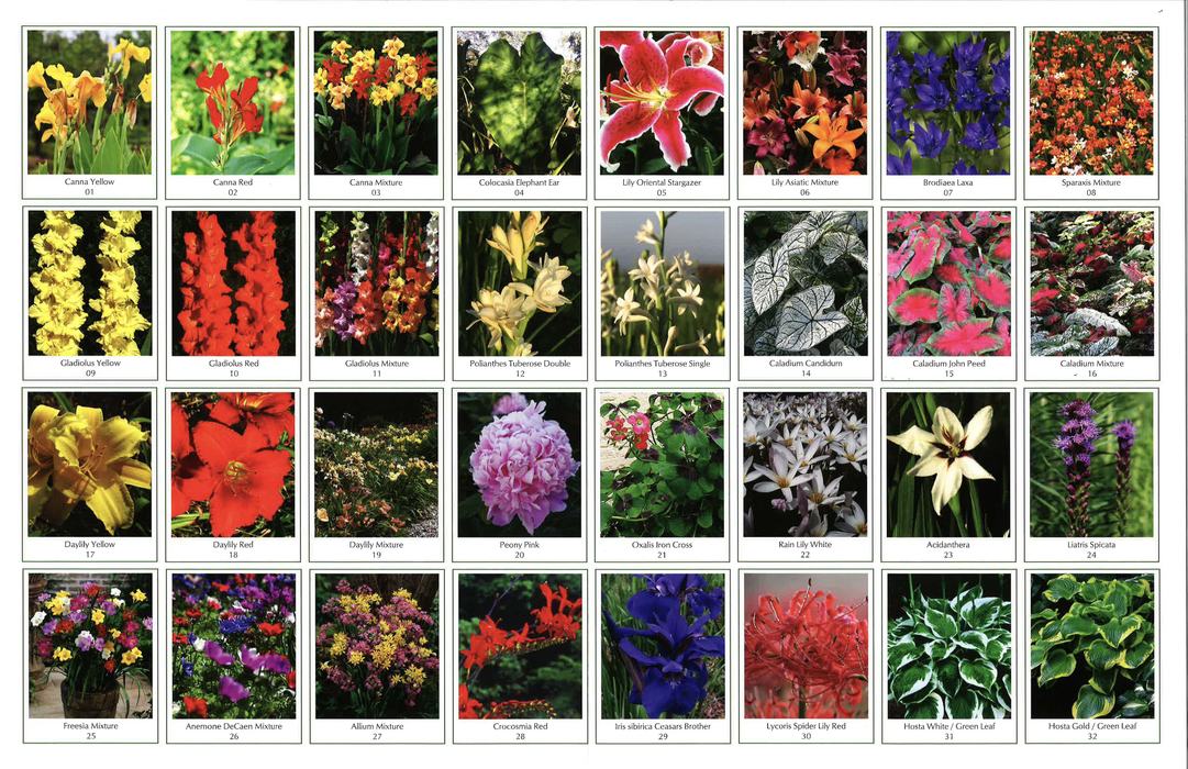 Grid of 32 labeled flower variety photos, each with a name and catalog number