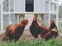 chickens in coop