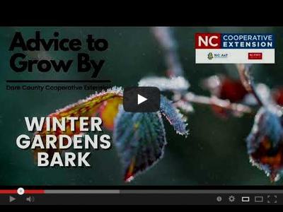 Frosted leaves with text "Advice to Grow By" and "Winter Gardens Bark" and NC Cooperative Extension logo.