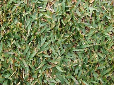 A healthy lawn laying flat.