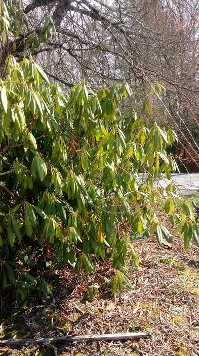 droopy rhododendron