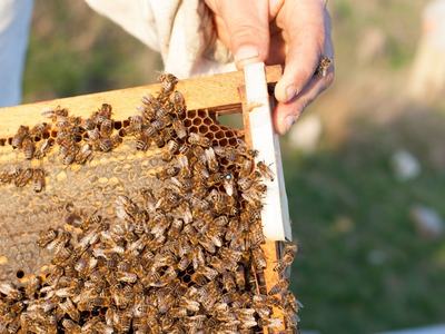 honey bees on hive tray