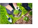 Planting flowers