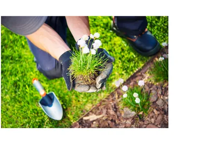 Planting flowers