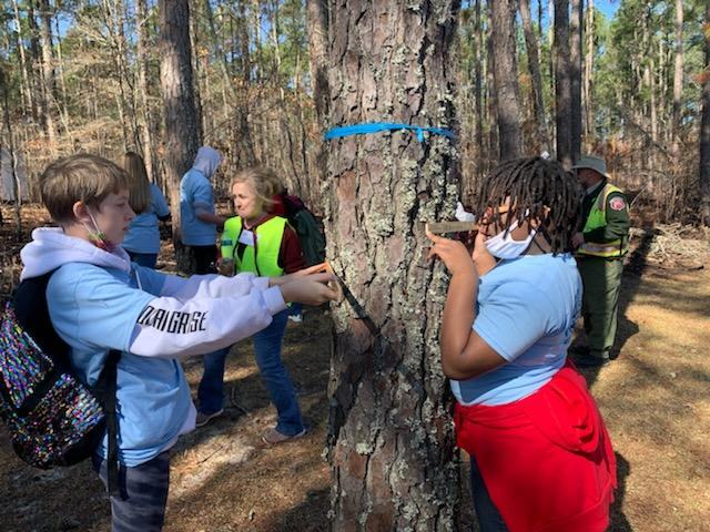 Two children measuring a pine tree while others watch in a forest