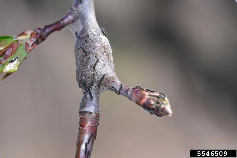Twig with silken tent webbing housing several small caterpillars near a bud