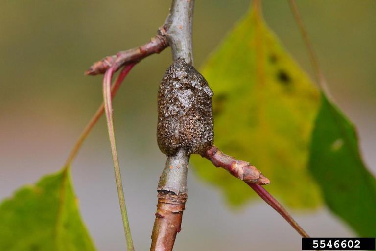 Brown textured egg mass attached to small tree twig, label "5546602"
