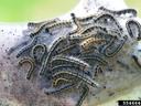 Group of hairy caterpillars clustered in a silk nest on a leaf; label "5546648"