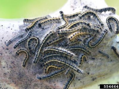 Group of hairy caterpillars clustered in a silk nest on a leaf; label "5546648"