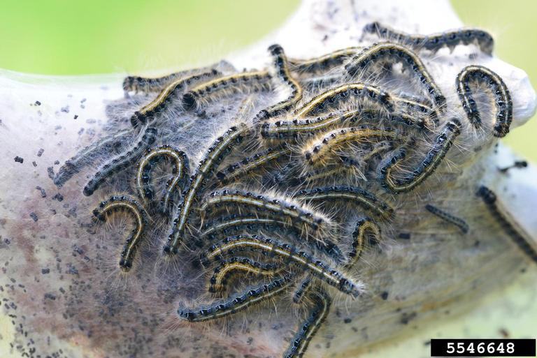 Group of hairy caterpillars clustered in a silk nest on a leaf; label "5546648"