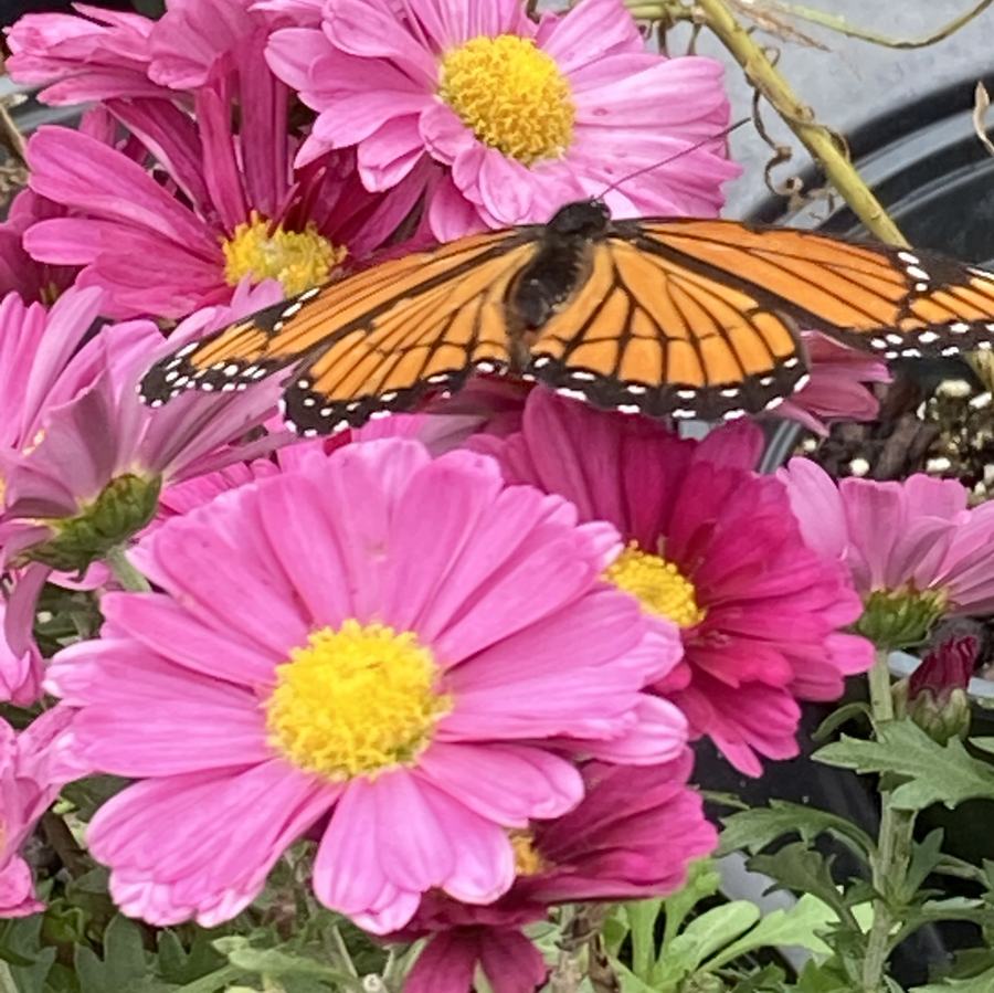 Butterfly on a flower