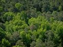 aerial photo of a forest