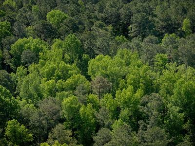 aerial photo of a forest