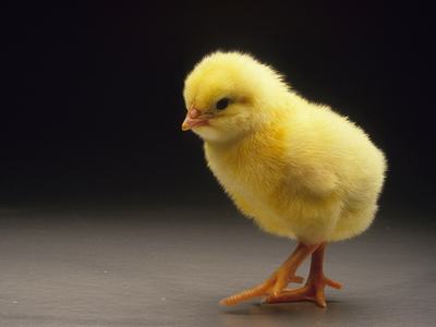 chick in studio