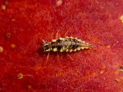 Lacewing larva