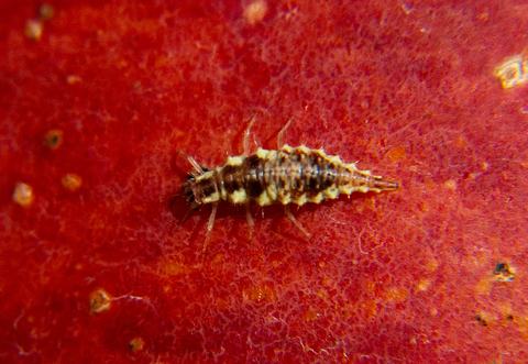 Apple-beneficials 130904 003