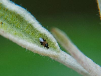 Insidious plant bug on apple leaf