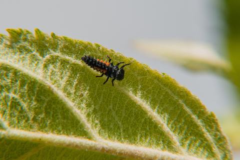 Apple-beneficials 140611 007