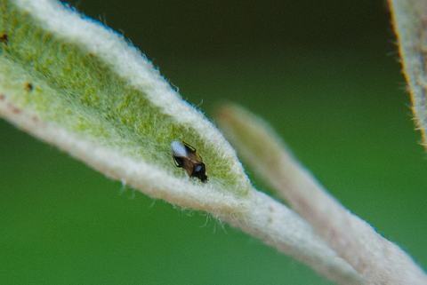 Apple-beneficials 140612 011