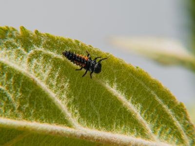Lady beetle larva