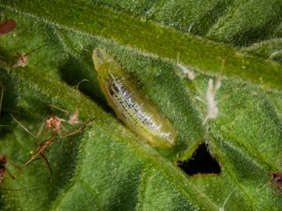 Syrphid fly larva