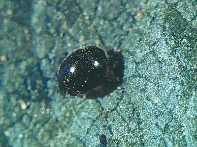 Stethorus punctum (black lady beetle) adult