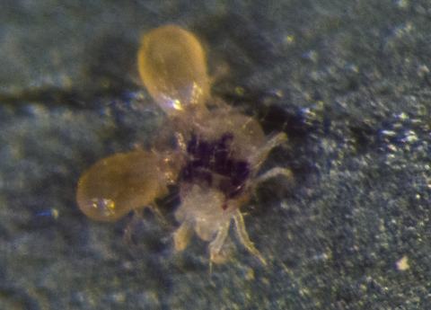 N. fallacis feeding on twospotted spider mite