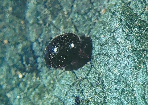 Apple-beneficials 190326 089