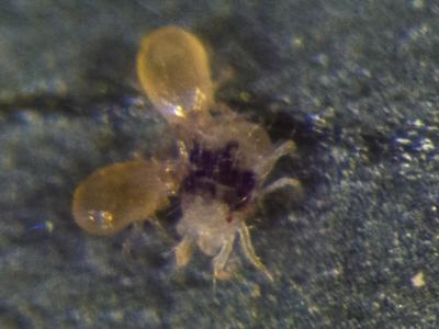 N. fallacis predatory mite feeding on twospotted spider mite