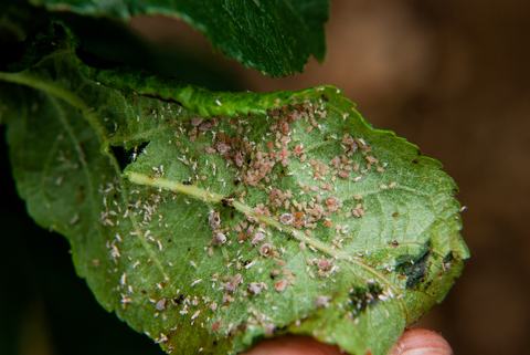 Apple-pest_aphids 140512 015