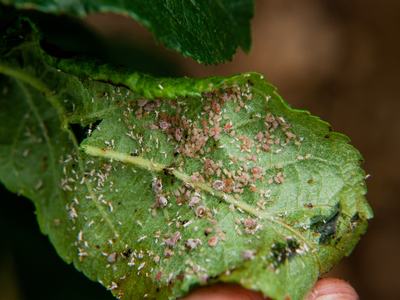 Rosy apple aphids on apple leaf