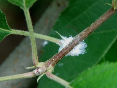 Woolly apple aphid on apple twig