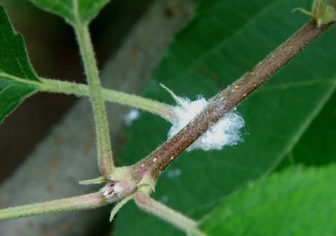 Apple-pest_aphids 210318 078