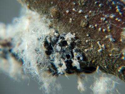 Woolly apple aphid on apple twig