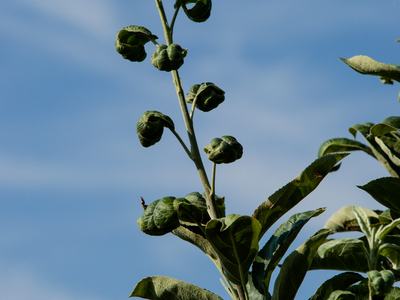Potato leafhopper damage on apple leaves