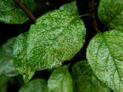 White apple leafhopper damage on apple leaves