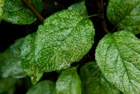 Apple-pest_leafhoppers 150929 024