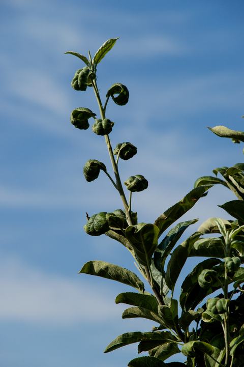 Apple-pest_leafhoppers 200720 039