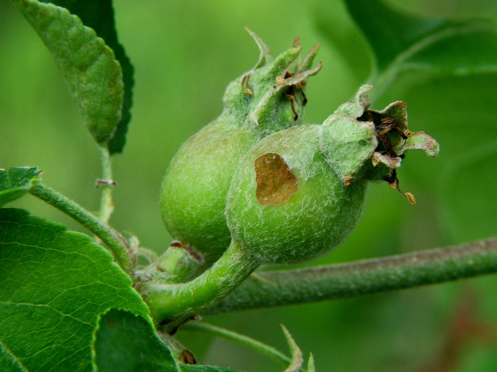 Apple Insect and Mite Fact Sheets - Southern Appalachian Apples | NC ...