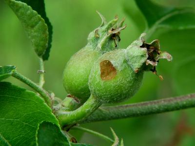 Green fruitworm damage to apple