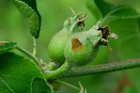 Apple-pest_lep_GFW 210318 015