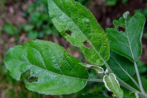 Apple-pest_lep_GFW 210318 019