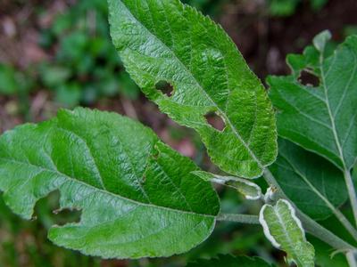 Green fruitworm feeding damage on apple leaves